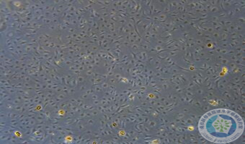 鼠毛囊干细胞
